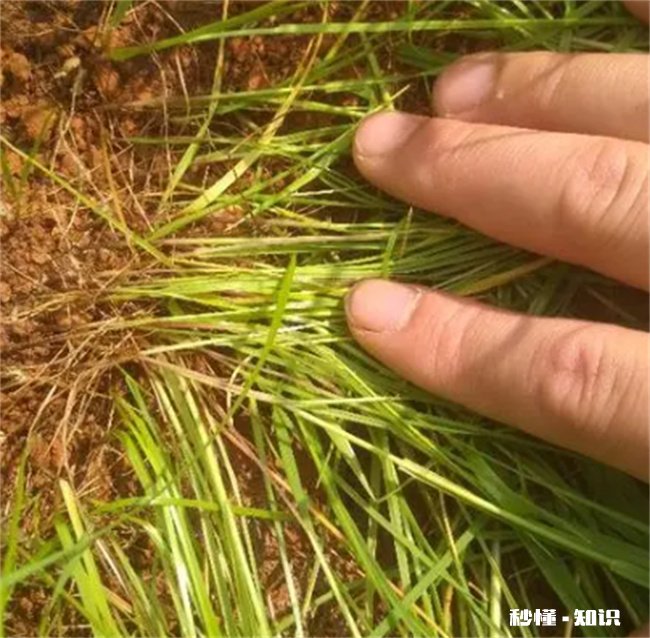 草籽不盖土能发芽吗
