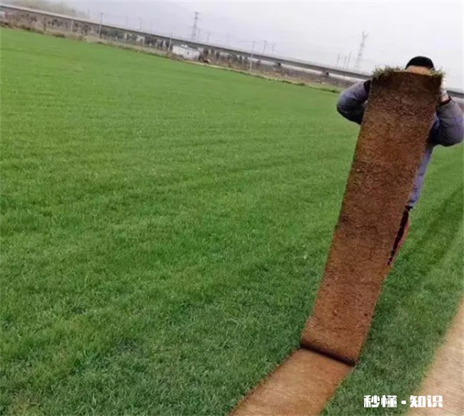 草籽不盖土能发芽吗