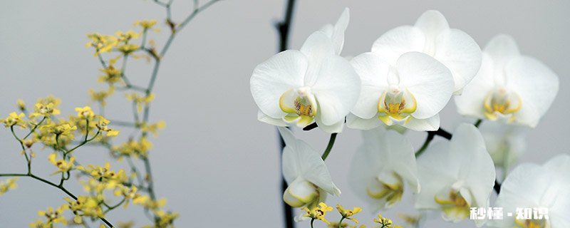 铃兰花的水培方法 铃兰花的水培