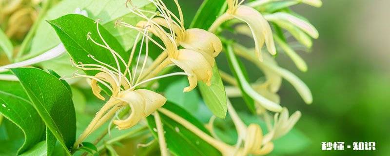 金银花施什么肥 金银花施肥方法