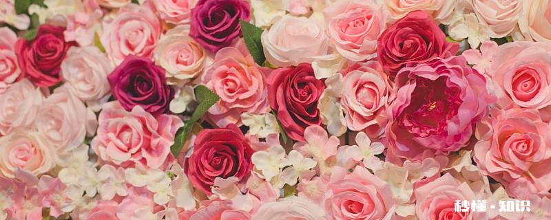 有香味的花有哪些 有哪些花有香味