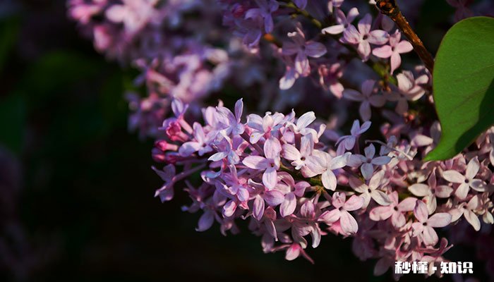 有香味的花有哪些 有哪些花有香味