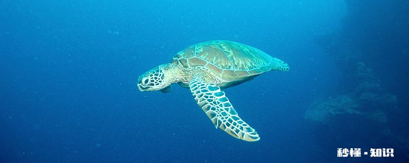 乌龟和海龟的区别在哪里 乌龟和海龟的区别