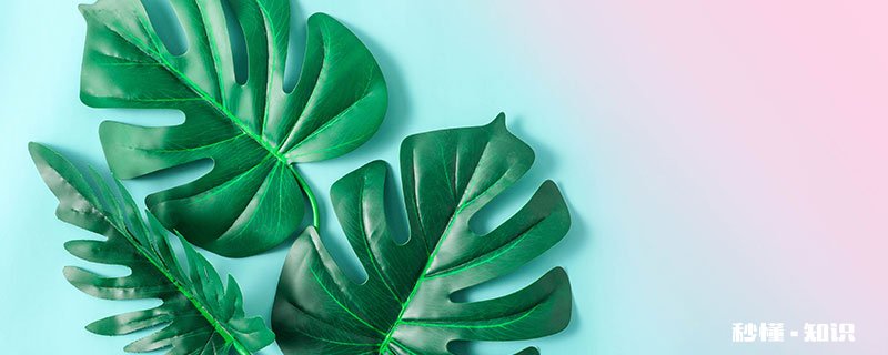 龟背竹是什么寓意 龟背竹有什么寓意