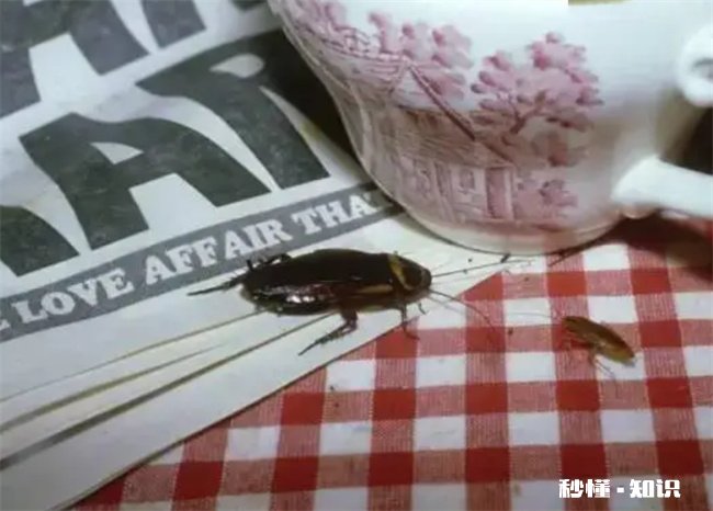 卧室有蟑螂睡觉安全吗