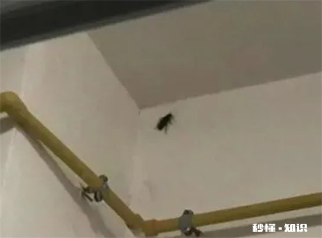 卧室有蟑螂睡觉安全吗