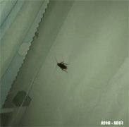 卧室有蟑螂睡觉安全吗