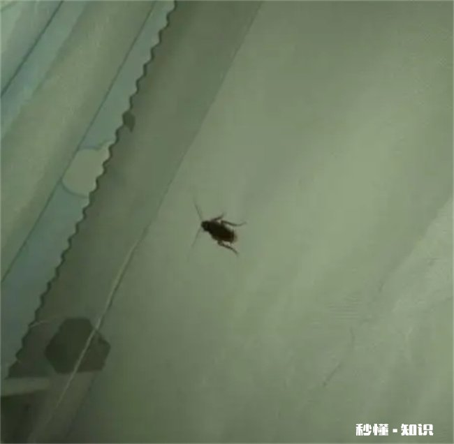卧室有蟑螂睡觉安全吗