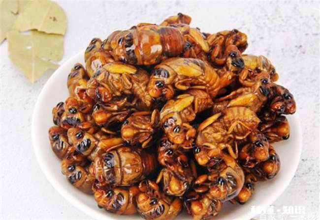 “知了猴”可不可以放心吃