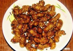 “知了猴”可不可以放心吃