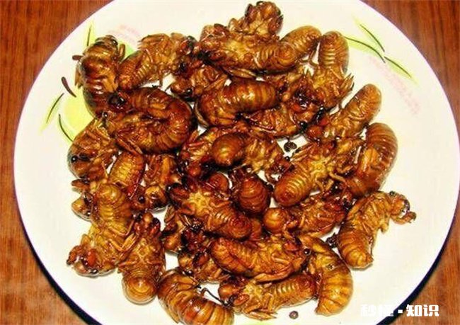 “知了猴”可不可以放心吃