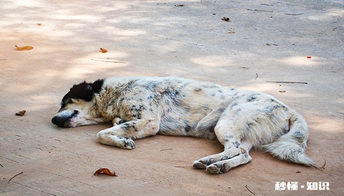 狗生殖系统有炎症怎么办 狗生殖系统炎症有什么表现