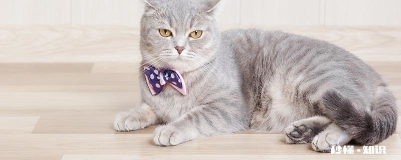 为什么猫咪能像液体 猫有几大特点是什么