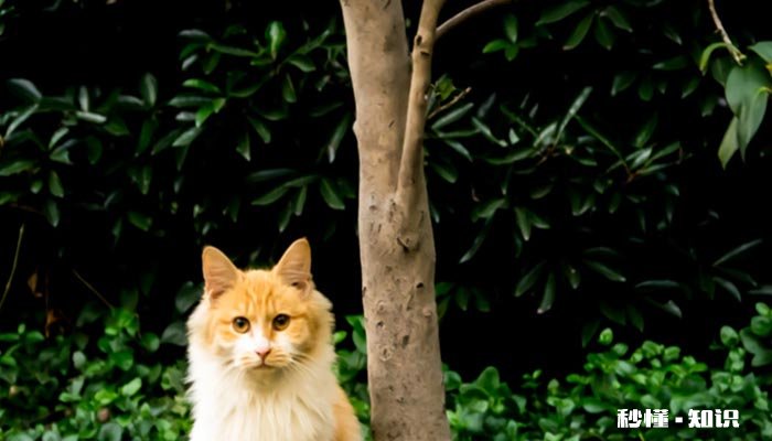 为什么猫咪能像液体 猫有几大特点是什么