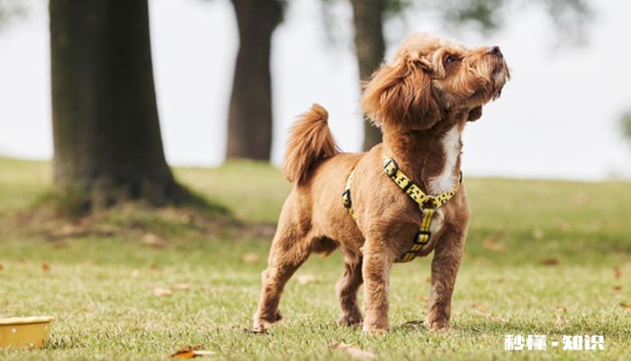 泰迪配狗最佳时间 泰迪需要交配多少次