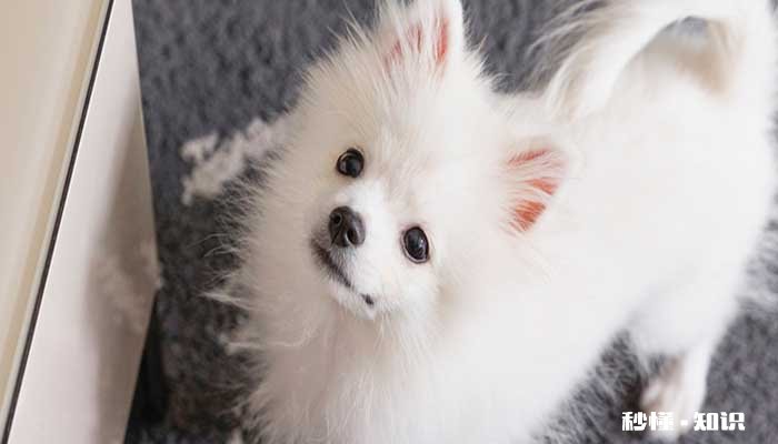 松鼠狗和博美狗区别 博美犬的形态特征有哪些