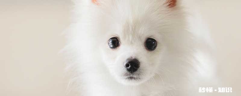 松鼠狗和博美狗区别 博美犬的形态特征有哪些