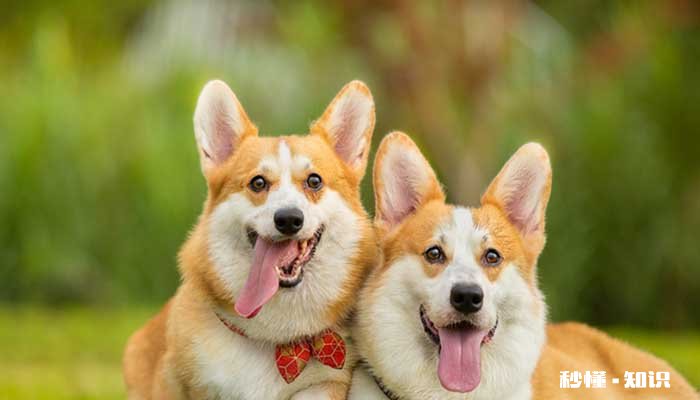 狗的寿命有多长 一般的宠物狗寿命分别是多长