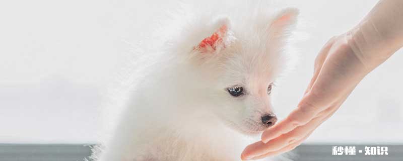 狗的寿命有多长 一般的宠物狗寿命分别是多长