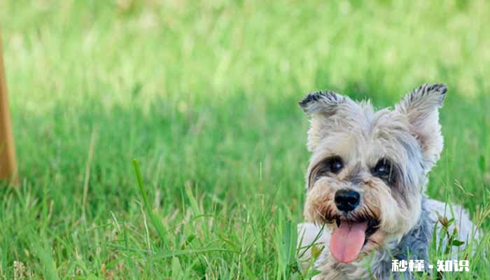 狗狗鼻子干怎么办 狗狗鼻头变干燥的正常情况有哪些