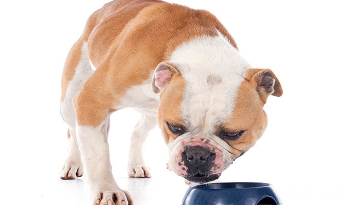 英牛犬好养吗 饲养英国斗牛犬需要注意什么