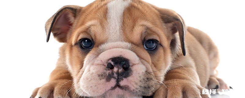 英牛犬好养吗 饲养英国斗牛犬需要注意什么