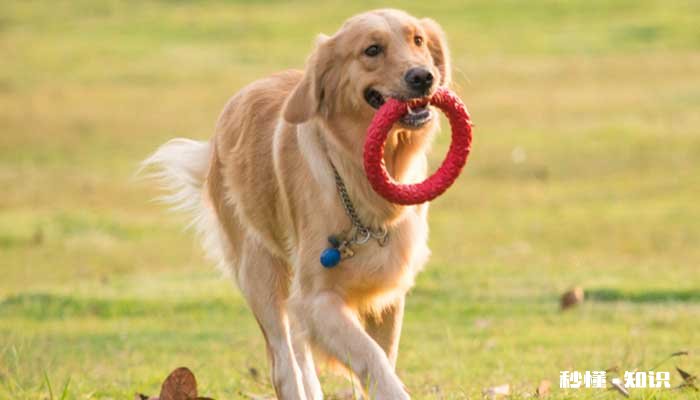 为什么狗狗喜欢吃屎 狗狗吃屎要如何纠正