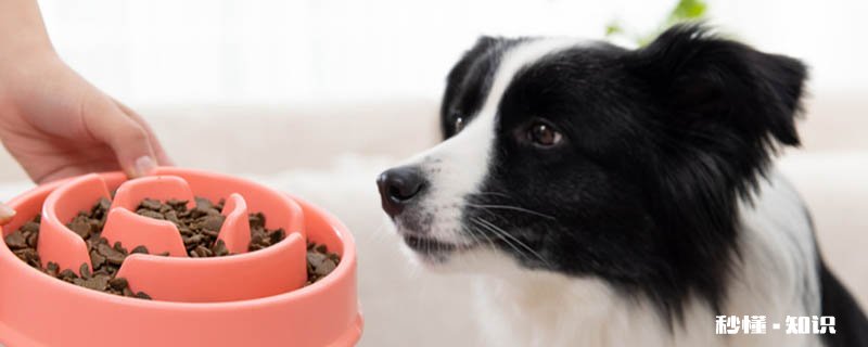 边境牧羊犬怎么训练 边境牧羊犬训练方法是什么