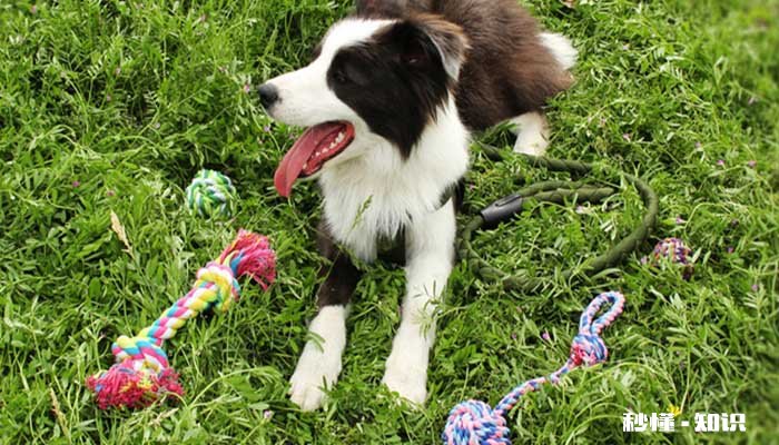 边境牧羊犬怎么训练 边境牧羊犬训练方法是什么
