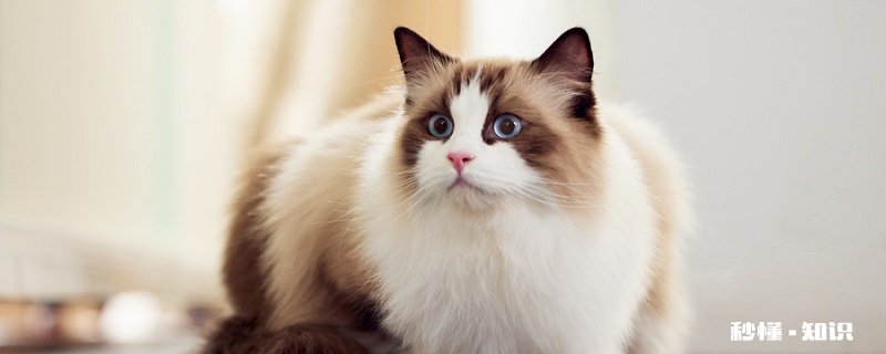 红小胖snoopy是什么猫 异国短毛猫的血统起源