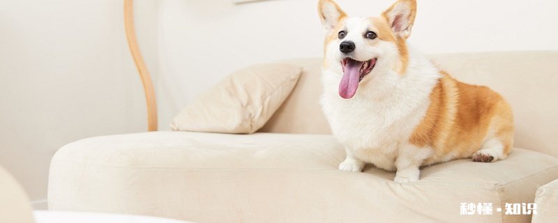 被狗狗抓伤怎么办 被狗狗抓伤必须打针吗