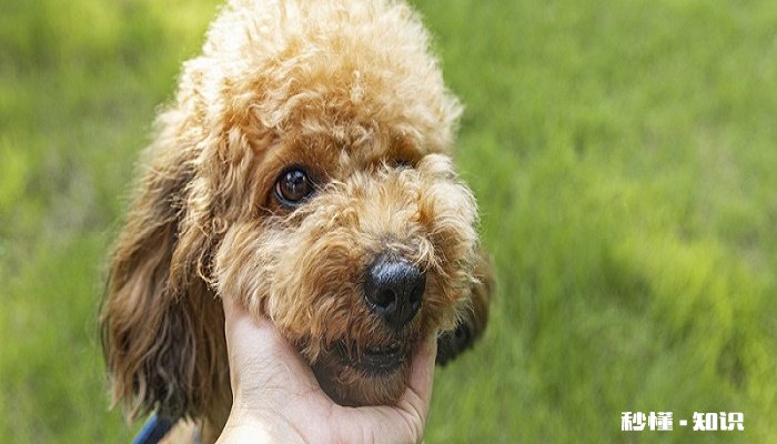 被狗狗抓伤怎么办 被狗狗抓伤必须打针吗