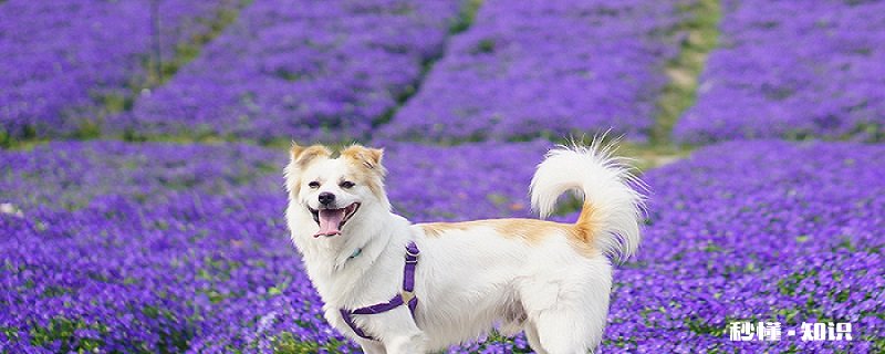 狐狸犬催眠是真的吗 狐狸犬的生活习性