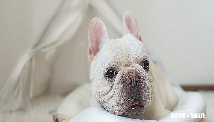 狐狸犬催眠是真的吗 狐狸犬的生活习性