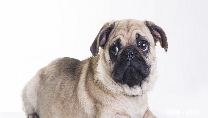 狗粮自制简单方法 自制狗粮的好处