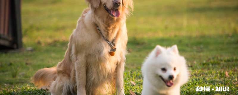 伴侣犬什么意思 怎么选购伴侣犬的品种