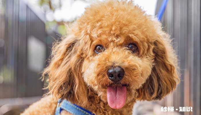 伴侣犬什么意思 怎么选购伴侣犬的品种