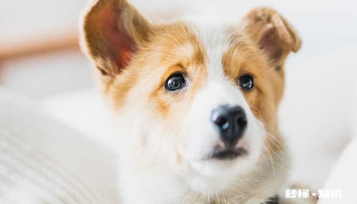 狗拉肚子吃什么药 狗拉肚子是什么原因