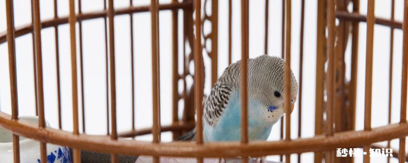 花八哥会说话吗 怎么训练花八哥说话