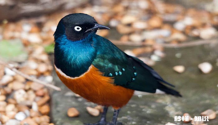 花八哥会说话吗 怎么训练花八哥说话