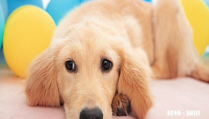 狗狗四肢无力站不起来怎么回事 如何应对狗狗四肢无力