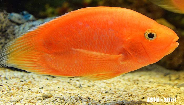 鹦鹉鱼变白怎么恢复 如何饲养鹦鹉鱼