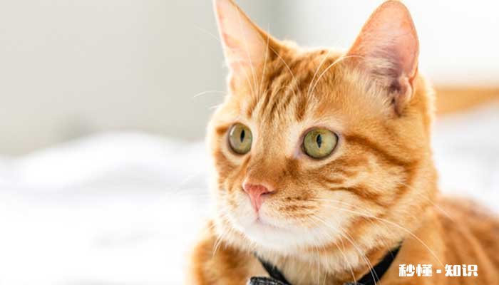 怎么驯猫 猫的优点有哪些