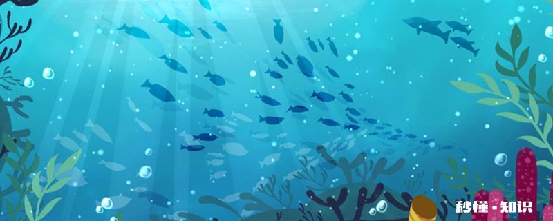 清道夫鱼吃什么东西 清道夫的作用与功效是什么