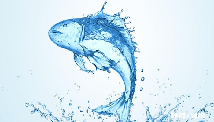 清道夫鱼吃什么东西 清道夫的作用与功效是什么