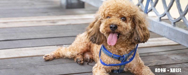 小比熊怎么养 小比熊生活习性