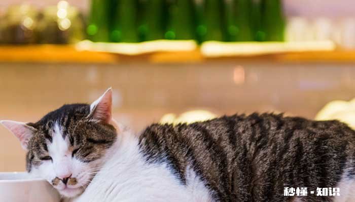 猫发出咕噜噜的声音什么意思 猫把背拱起来什么意思