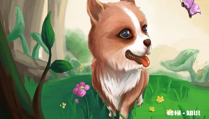 秋田犬好养吗 秋田犬的由来