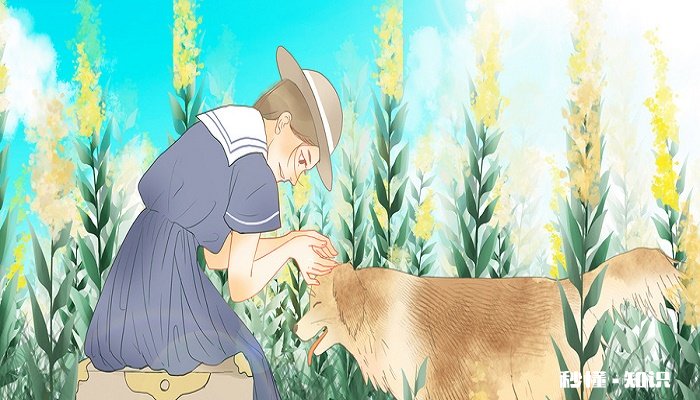 如何鉴定纯种小德牧 德牧简介