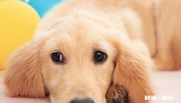 金毛几个月可以交配 金毛配狗后注意什么